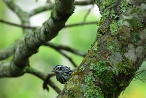Salento: hike to learn about Birds
