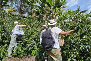 Salento: Private tour of the Cocora Valley, Salento, and a coffee farm