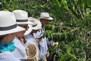 Salento: Private tour of the Cocora Valley, Salento, and a coffee farm