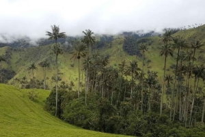 Salento: Rundtur i Salento och Cocora-dalen