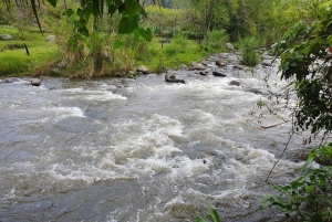 Salento: Tour en Finca Cafetera Don Elías (Guia Inglés/Español/Francés)