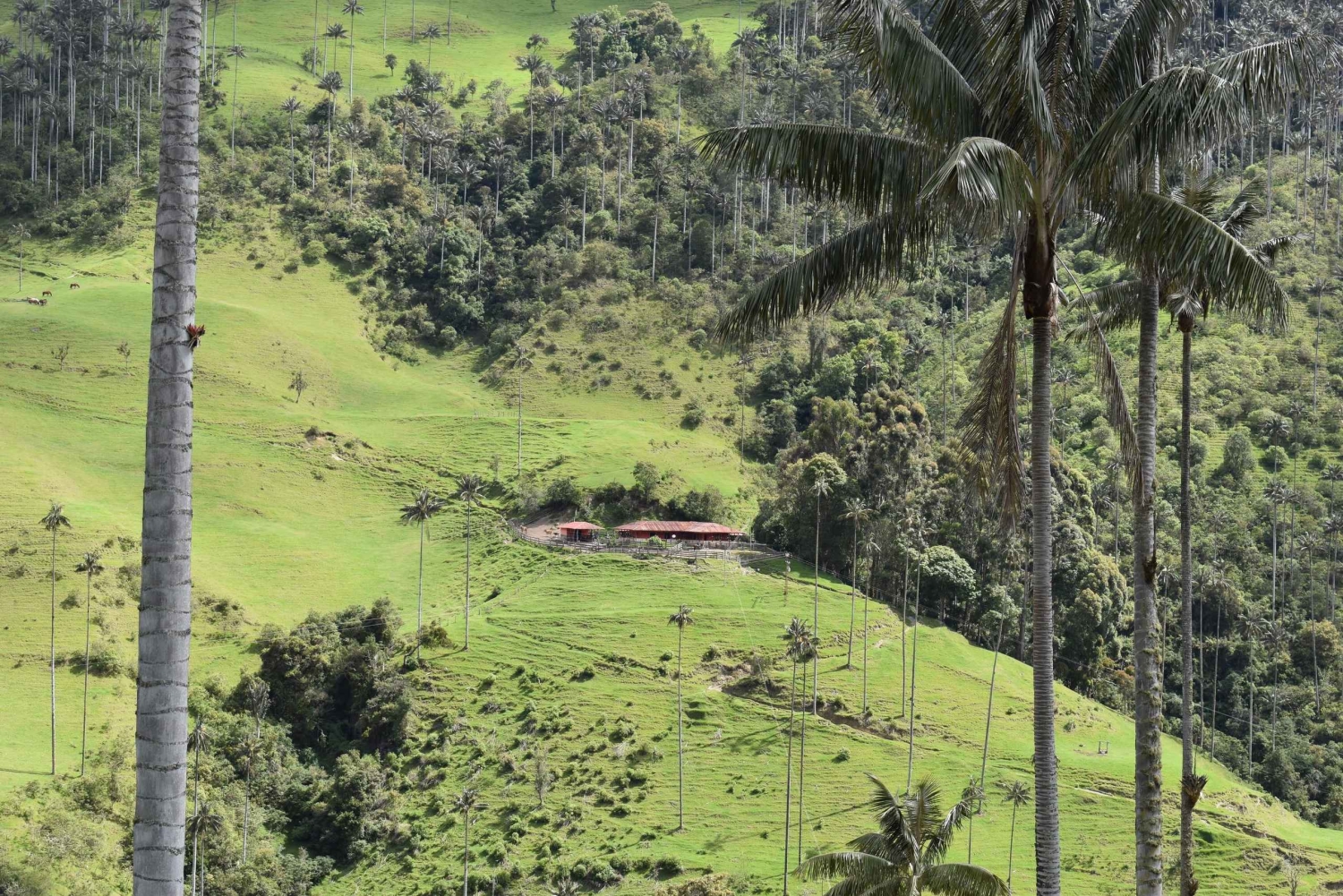 Salento: Tour to La Carbonera and the wax palm forest
