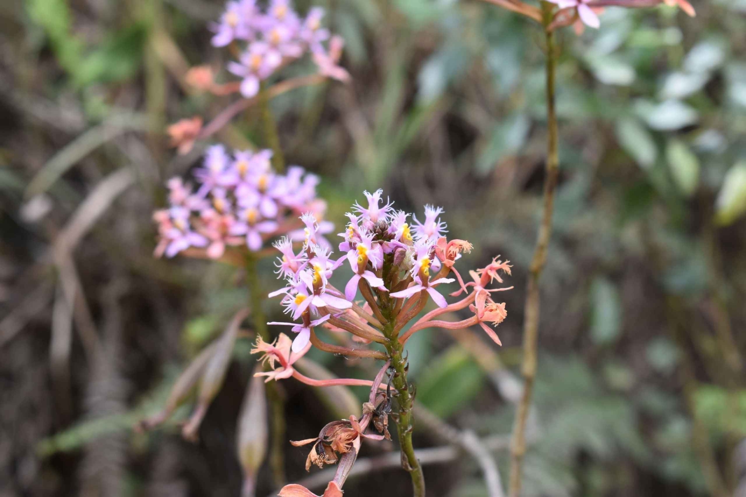 Salento: Tour to La Carbonera and the wax palm forest