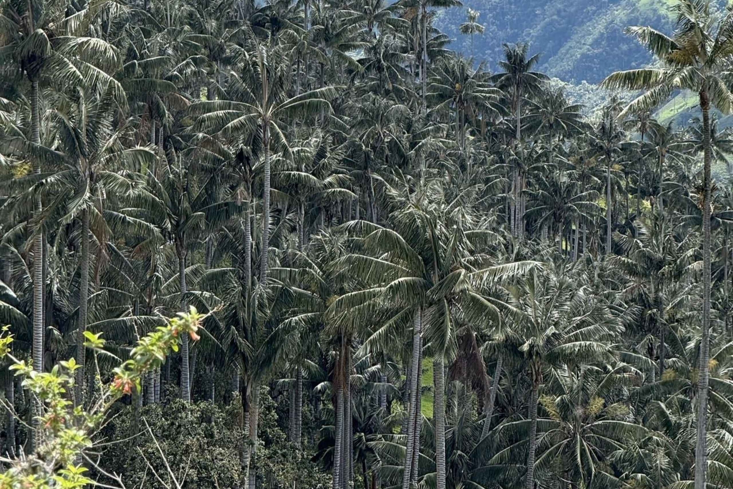 Salento: Tour to La Carbonera and the wax palm forest