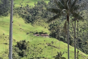 Salento: Tour to La Carbonera and the wax palm forest