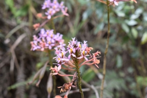 Salento: Tour to La Carbonera and the wax palm forest