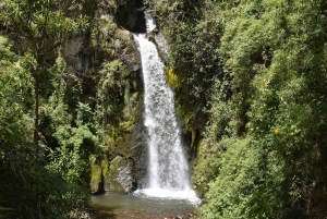 Salento: Tour to La Carbonera and the wax palm forest