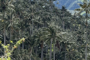Salento: Tour to La Carbonera and the wax palm forest