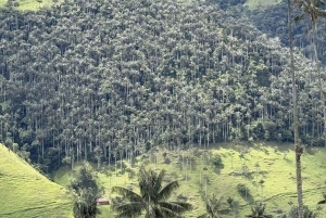 Salento: Tour to La Carbonera and the wax palm forest