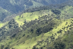 Salento: Tour to La Carbonera and the wax palm forest
