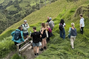 Salento: Tour to La Carbonera and the wax palm forest