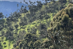 Salento: Tour to La Carbonera and the wax palm forest