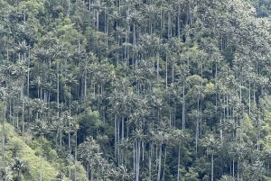 Salento: Tour to La Carbonera and the wax palm forest