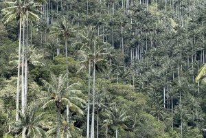 Salento: Tour to La Carbonera and the wax palm forest