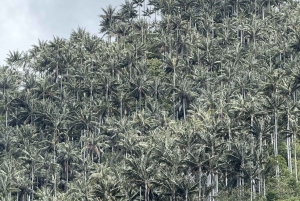 Salento: Tour to La Carbonera and the wax palm forest