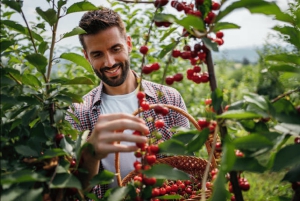Salento: Traditionelle Kaffee Tour mit Jeep Willys Fahrt