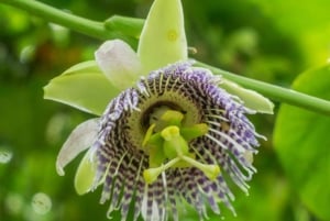 San Agustín: Führung durch Alto de los Idolos & Piedras