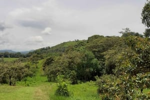 San Agustín, Huila: Full-day tour of the greats