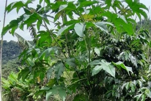 San Agustín, Huila: Full-day tour of the greats