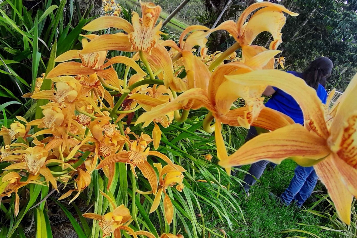 San Agustín, Huila: Tour along the Camino de las Entidades