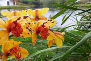 San Agustín, Huila: Tour along the Camino de las Entidades