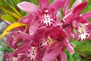 San Agustín, Huila: Tour along the Camino de las Entidades