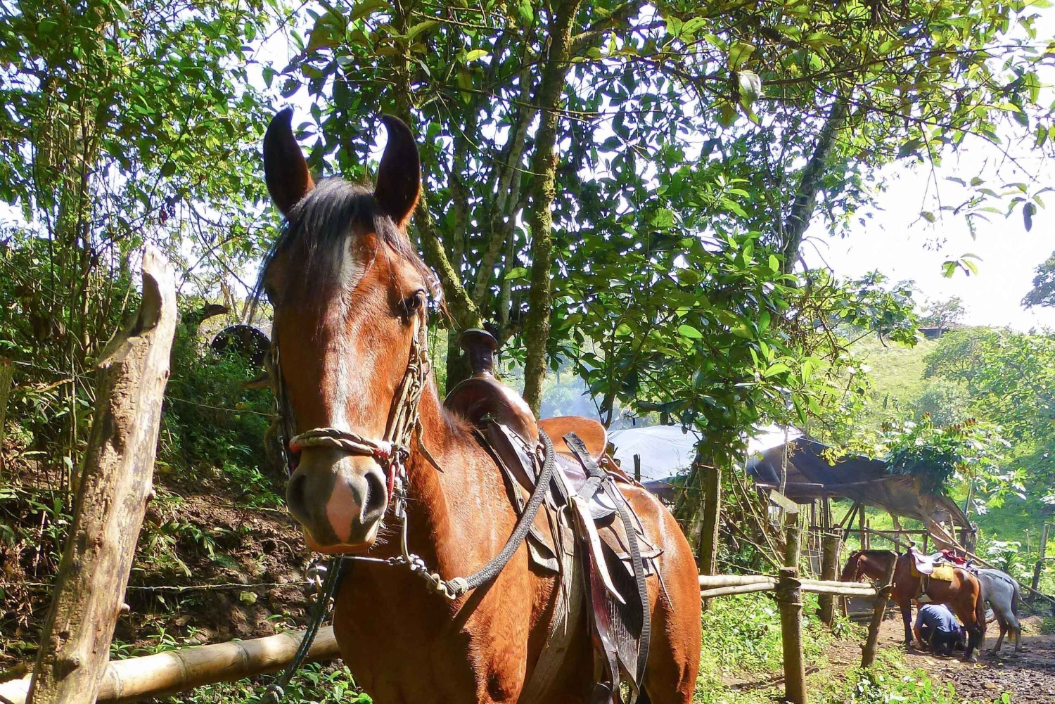 San Agustín – Popayán: 4 päivän yksityinen kierros – kahvia ja kaupunkeja