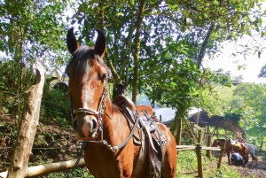 San Agustín – Popayán: 4 päivän yksityinen kierros – kahvia ja kaupunkeja