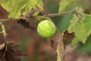 San Agustín – Popayán: 4 päivän yksityinen kierros – kahvia ja kaupunkeja