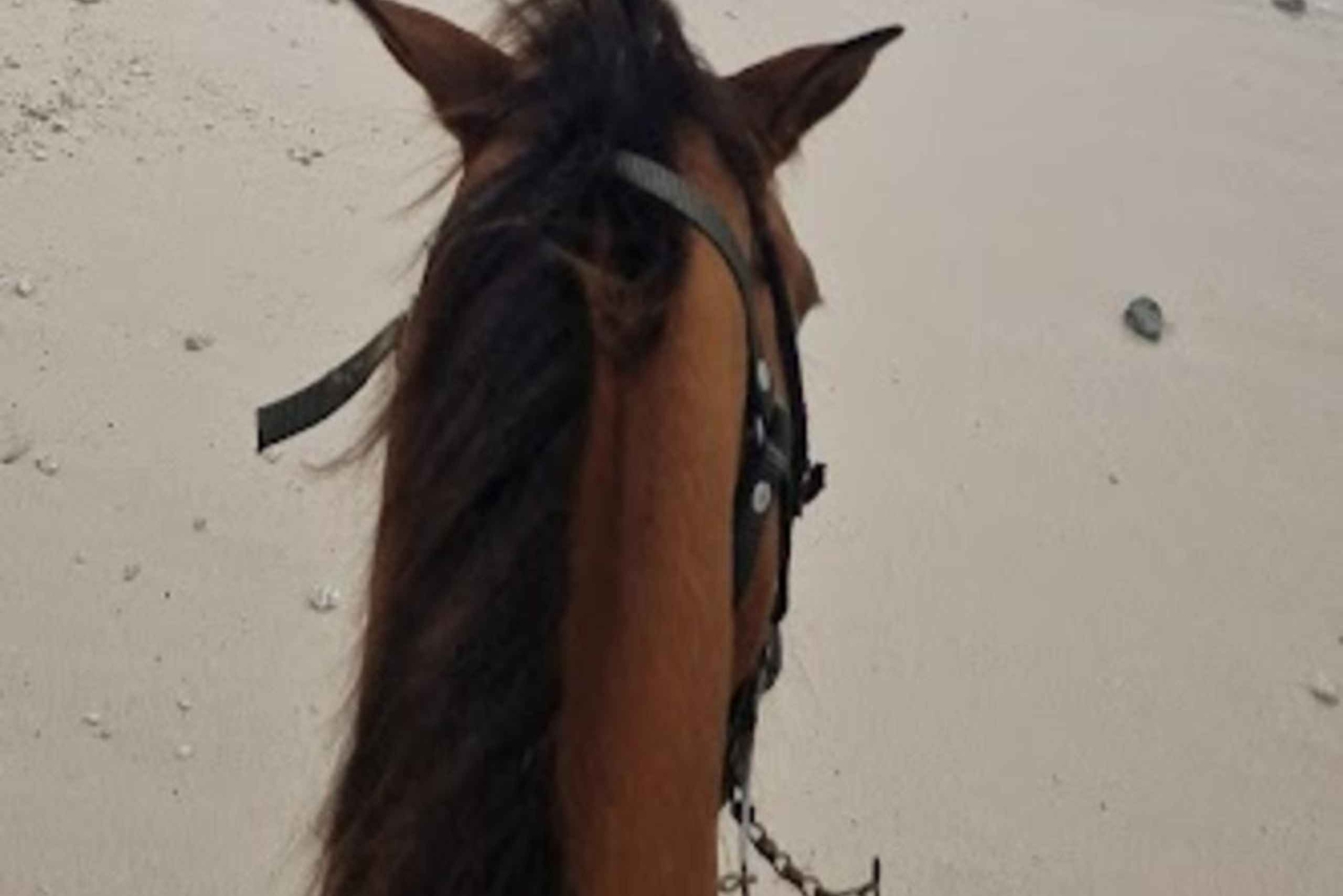 SAN ANDRES: CAVALCATA SULLA SPIAGGIA 1 ORA