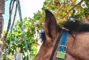SAN ANDRES: CAVALCATA SULLA SPIAGGIA 1 ORA