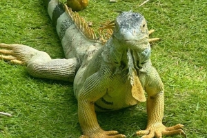 SAN ANDRES: BOOTSTRANSFER + JOHNNY CAY + JOHNNY CAY