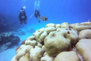 San Andres: Diving Mini Course
