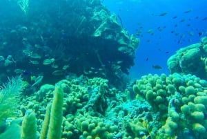 San Andrés: Guidet tur til bugter og mangrover