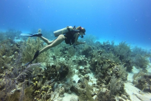 San Andrés: Guided Scuba Diving Trip with Hotel Transfer