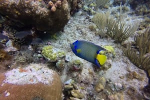 San Andrés: Guided Scuba Diving Trip with Hotel Transfer