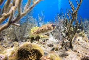 San Andrés: Guided Scuba Diving Trip with Hotel Transfer