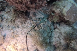 San Andrés: Guided Scuba Diving Trip with Hotel Transfer