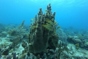 San Andrés: Guided Scuba Diving Trip with Hotel Transfer