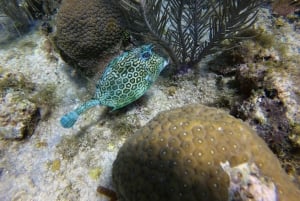 San Andrés: Guided Scuba Diving Trip with Hotel Transfer