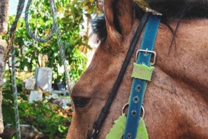 SAN ANDRES: 1-HOUR BEACH RIDING