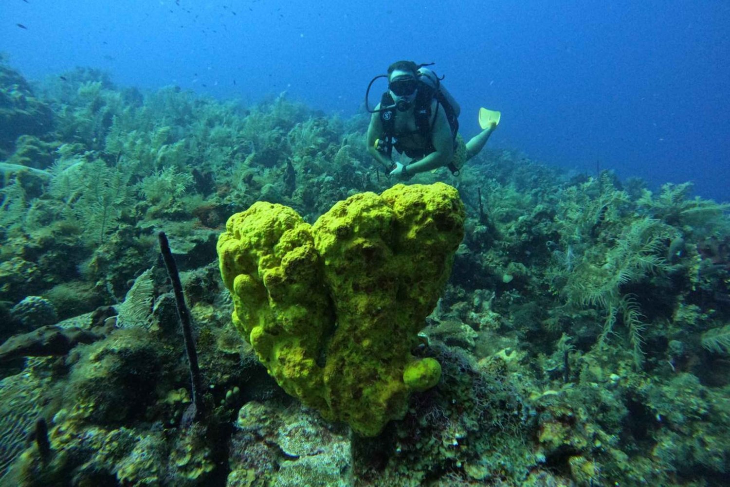 San Andrés: PADI Open Water Diver-kursus med certificering