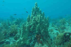 San Andrés: trasferimento in barca + acquario naturale