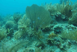 San Andrés: trasferimento in barca + acquario naturale