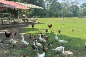 San Basilio de Palenque, wortels en routes, de essentie van Cartagena.