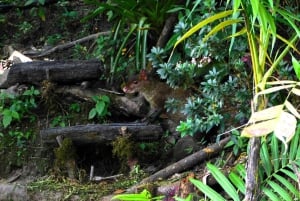 De Santa Marta ou Minca: Caminhada de 2 dias ao Cerro Kennedy