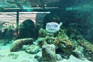 SANTA MARTA: WYCIECZKA KATAMARANEM DO ZATOKI ACUARIO I RODADERO