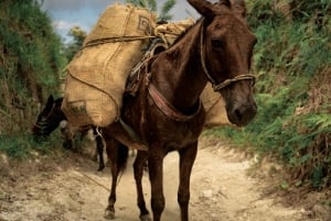 Santa Marta: Cidade Perdida (4 dias e 3 noites / 3 dias e 2 noites)
