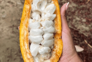 Santa Marta: Don Diego River Paddleboard and Chocolate Tour