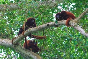 Santa Marta: Don Diego River Paddleboard and Chocolate Tour